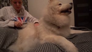 Линька САМОЕДА | Очень много шерсти | Вычесываю белого Мишку