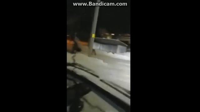 Волк в Микуне смотреть онлайн