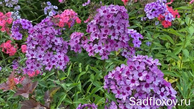 Мелкоцветковый флокс Мистер Икс, селекции Е. Константиновой смотреть онлайн