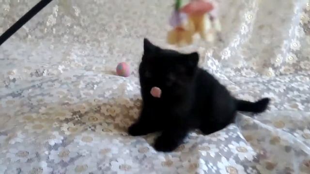 Купить шотландского черного котенка. смотреть онлайн