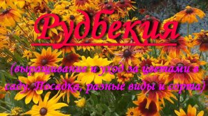 Рудбекия - выращивание и уход за цветами в саду. Посадка, разные виды и сорта