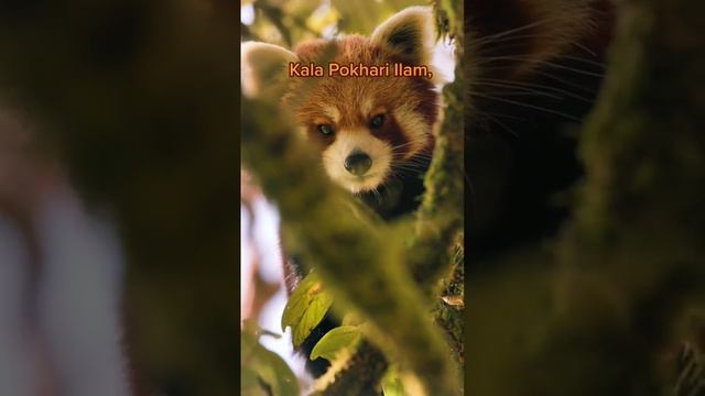 red panda  Endangered animals in kalapokhari illam  Nepal @SantoshBista #redpanda #nepal  #animal