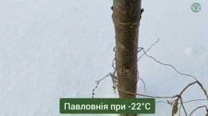 Павловния зимой в Украине при -22°C.