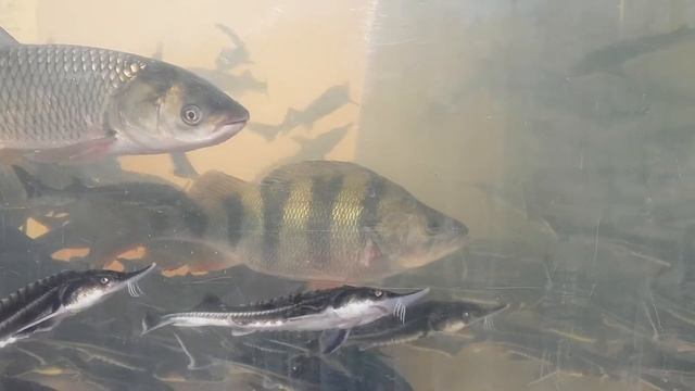 Окунь Бестер смотреть онлайн