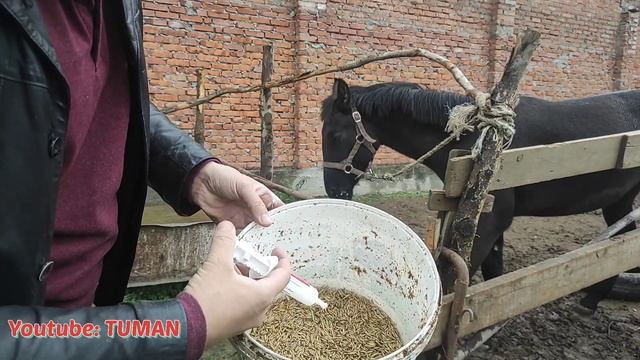 Перед Вакцинацией Глистуем жеребенка Лахиба. Как давать пасту Лошади если Не приучен. смотреть онлайн