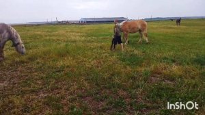 ЛОШАДИ/КОБЫЛА ГИВКА ЛИТОВСКИЙ ТЯЖЕЛОВОЗ