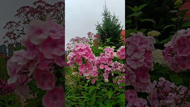 "Татьяна"- мой фарфоровый флокс