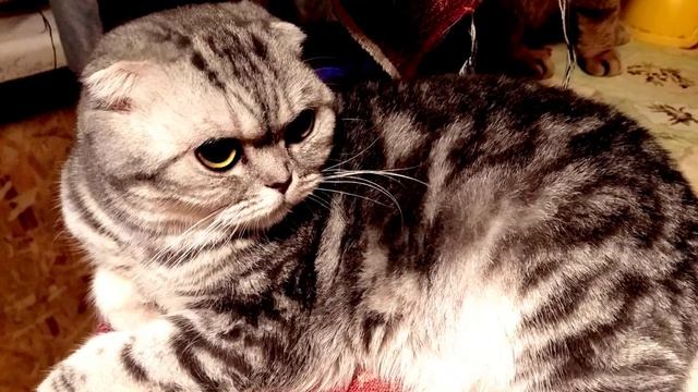 шотландская кошка скотиш-фолд смотреть онлайн