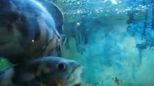 История аквариумистики