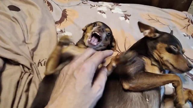 Две собаки - два хвоста смотреть онлайн