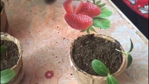 Почему вытянулась рассада огурцов и как ей помочь ?!