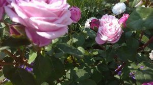 ПУДРОВАЯ НЕЖНОСТЬ цветения розы Дитер Мюллер???