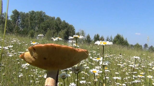 Все что остается после белого гриба при засухе и перезрелости смотреть онлайн