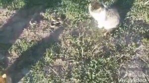 Кошка  ПРОТИВ змея Гремучка