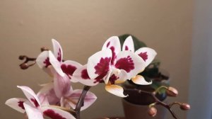 #phalaenopsis no id. дек.22г. #orchid #первоецветение