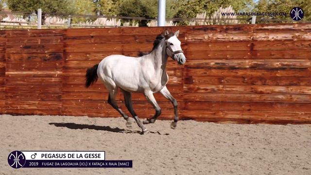 PEGASUS DE LA GESSE  M  PSL  2019