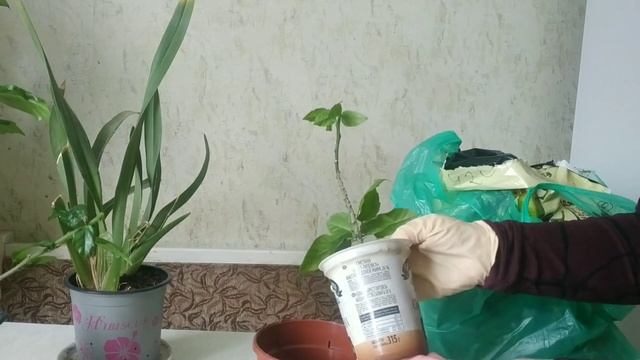 Пересадка и формирование ,,пушистого,, кустика китайской розы( гибискуса).Hibiscus pruning