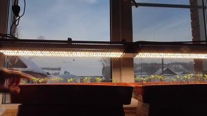 Подсветка рассады - сколько часов досвечивать? Ольга Чернова.