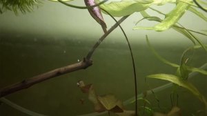 How to plant Dwarf Water Lily (Nymphaea Stellata) in fish tank/aquarium?