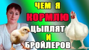 1.Чем я кормлю цыплят и бройлеров для быстрого роста. 2.Как сэкономить на корме для цыплят.