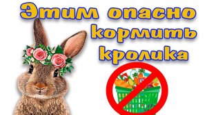 Чем кормить кролика нельзя ни в коем случае