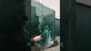 #новыйгод2022 Красим ёлку в домашних условиях.