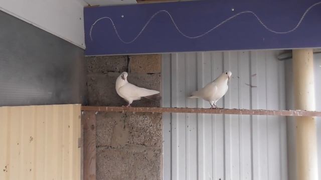 Подбираю пары голубей! смотреть онлайн