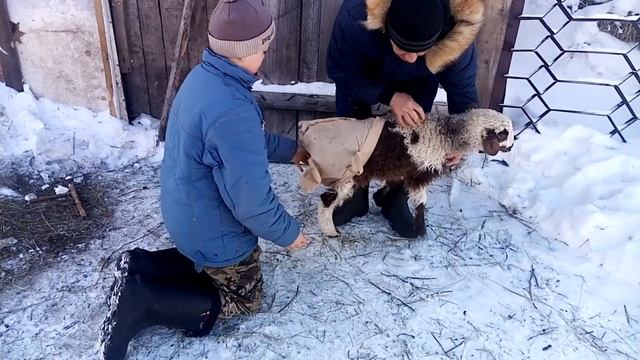 Живой вес  эдельбаевского ягнёнка \ бараны /Жизнь в деревне