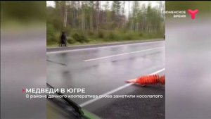 МЕДВЕДИ В ЮГРЕ