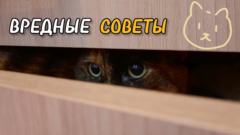 Вредные советы от кошки ? #shorts