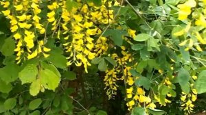 312- Maggiociondolo - Laburnum Anagyroides