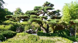 Традиционная Японская Музыка для Расслабления