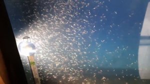 Инфузория, чистка новым для меня способом! Кормление мальков!