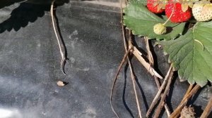 Татьяна. Финляндия. Сбор клубники 2021. Чуть не опоздали! Вкусный способ заготовки ягод на зиму