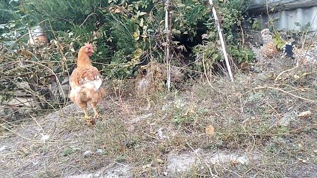 Мильфлер мохноногий и алтайская бентамка. смотреть онлайн