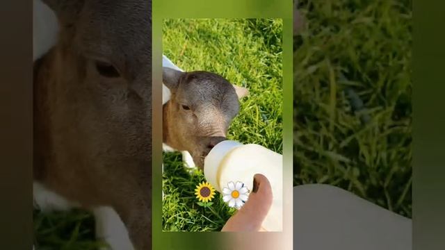 cutest ever baby lamb being bottle fed milk