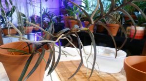 Самая выносливая орхидея Ванда.   Vanda  Christensoniana