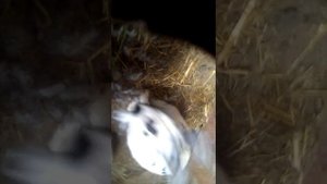 как понять что начались роды у кроликов