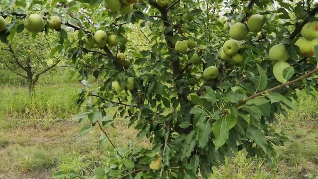 Груша Темболи (серия китайских груш "наши"), на сеянцевом подвое. 28.08.2020 смотреть онлайн