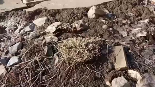 РАННЯЯ ОБРЕЗКА В САДУ! Злаки, верески, цинерария, смотреть онлайн