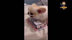Приколы с котами! С ОЗВУЧКОЙ! - Смешные коты! САМЫЕ СМЕШНЫЕ ЖИВОТНЫЕ! Тест на психику!