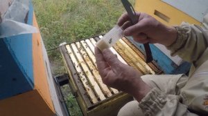 Подсадка матки  Подсадка матки другой породы Новый способ для меня