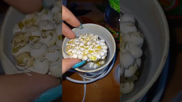 Самая полезная прикормка для улиток!??supersnails