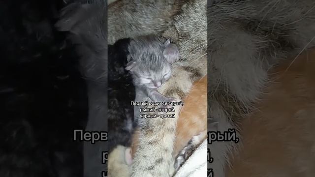 Серый котёнок, родился первый от Шотландской вислоухой кошки