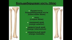 Кости свободной нижней конечности. Большеберцовая кость.