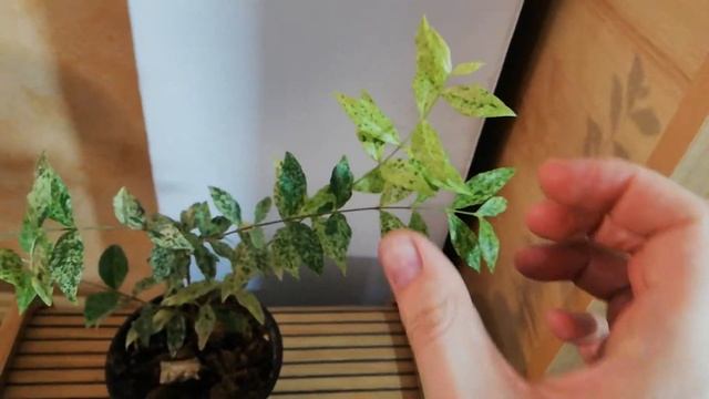 Мальпигия гранатолистая смотреть онлайн