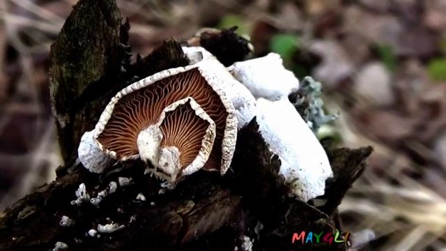 Какие грибы растут в березовой роще. смотреть онлайн