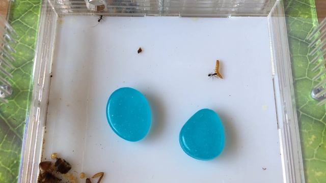 Охота муравьев на личинку жука знахаря (Messor sructor) (ускорение х8) смотреть онлайн