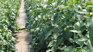 Обзор теплицы с томатами.  Президент.  Гравитет. Панамера. TI 169.