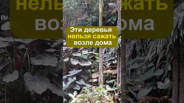 Забирают счастье и губят огород: эти деревья нельзя сажать возле дома